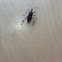 Western conifer seed bug (squash bug)