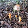 Inky Cap Mushrooms