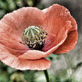 Poppy by Carey Carter - Instagram & Mobile Other