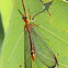 Blue Eyes Lacewing