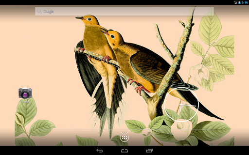 免費下載攝影APP|Audubon's Birds of America V02 app開箱文|APP開箱王