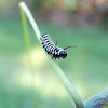 Tiger Mimic Queen Caterpillar