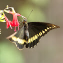 gold rim swallowtail