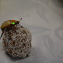 Christmas Beetle