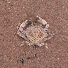 Crab