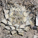 Peyotillo, Rock Cactus