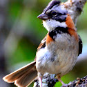 Rufous-Naped Sparrow