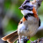Rufous-Naped Sparrow