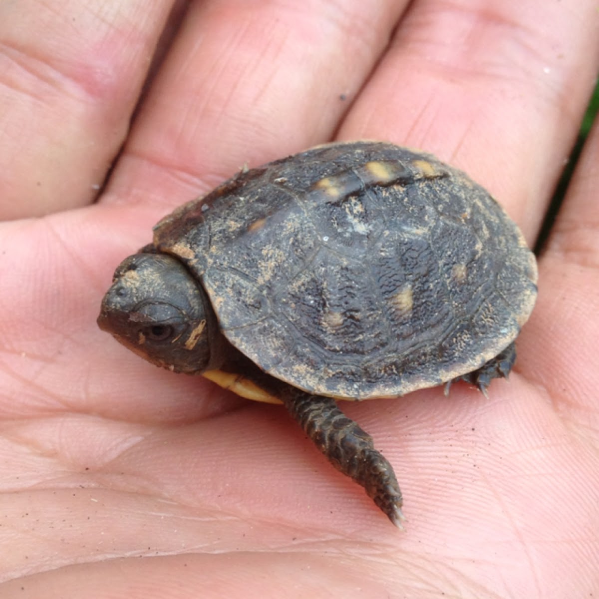 Eastern Box Turtle (Juvenile)