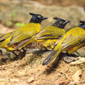 Black Crested Bulbul by Kuppusamy Ramesh - Animals Birds