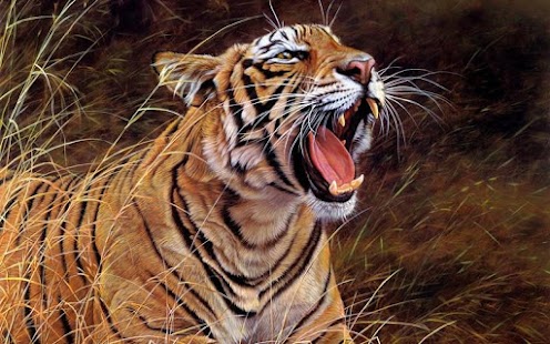 Lastest Tiger HD Wallpaper APK for PC