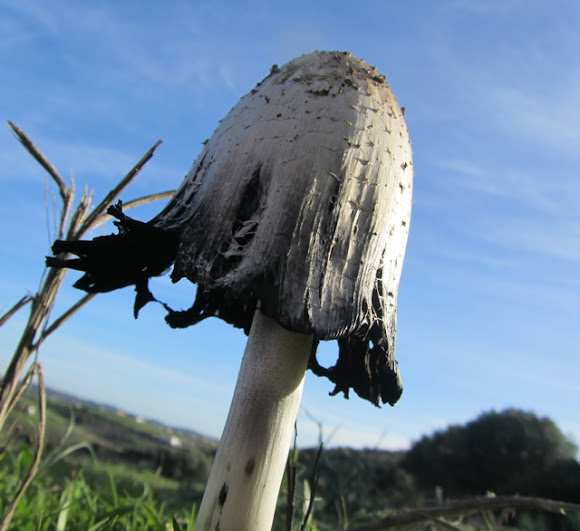 Shaggy ink cap Project Noah
