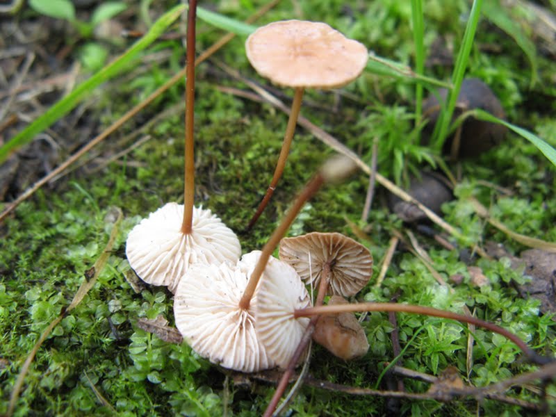 Marasmius scorodonius (Garlic Marasmius)