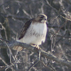 Red Tailed Hawk