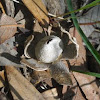 Hygroscopic Earthstar