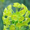 Wood spurge and fly