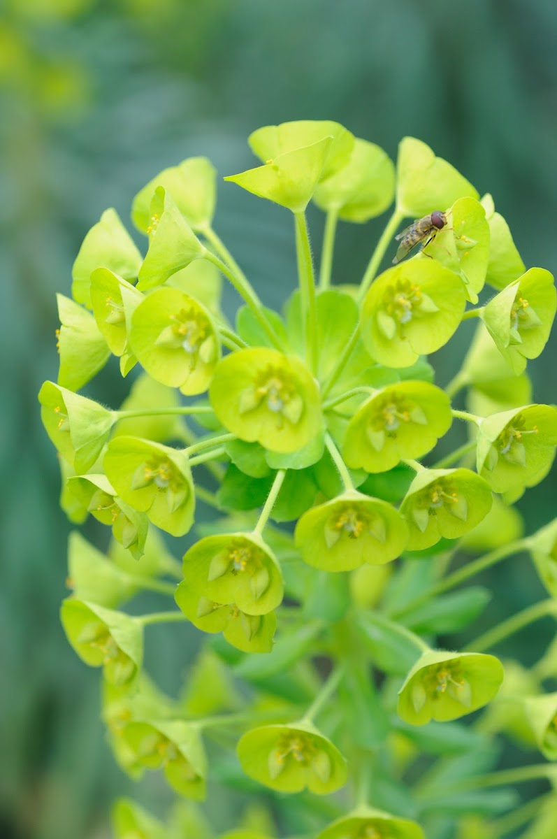 Wood spurge and fly
