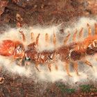 Centipede infected by fungus