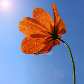 Rising up by MaSs Balasooriya - Flowers Single Flower