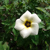White Alder Rose