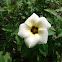 White Alder Rose