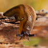Common Slug