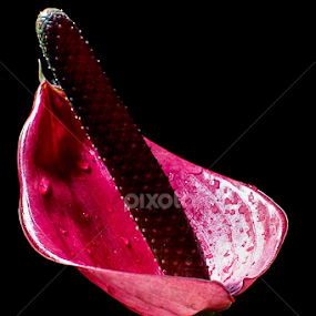 Red Rainy Flower by Christian Lukman - Flowers Single Flower