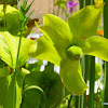 Yellow pitcher plant