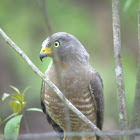 Roadside Hawk