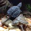 Alligator snapping turtle (juvenile) and common musk turtle