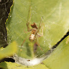 Geometric Button Spider