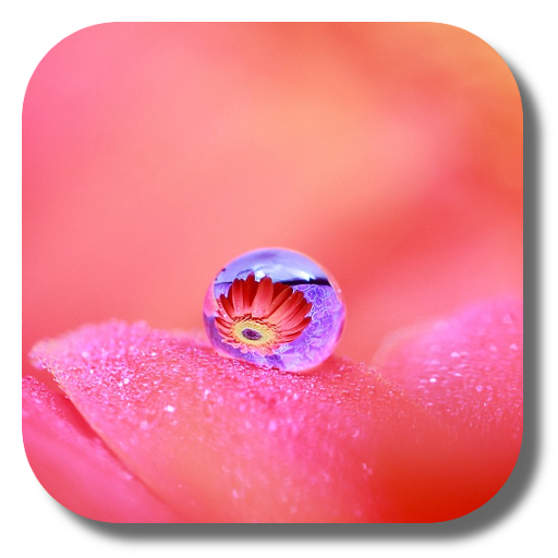 Dew Flower Live Wallpaper 個人化 App LOGO-APP開箱王