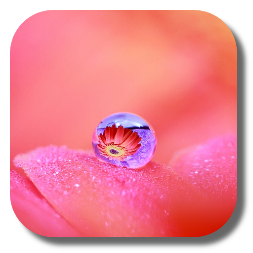 Dew Flower Live Wallpaper LOGO-APP點子