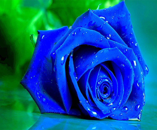 Blue Rose Live Wallpaper - Android Apps on Google Play