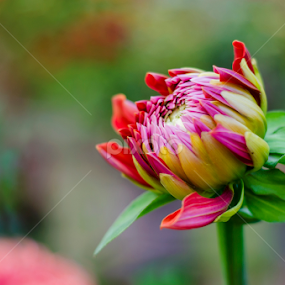 HOPE by Avik Mondal - Flowers Flower Buds