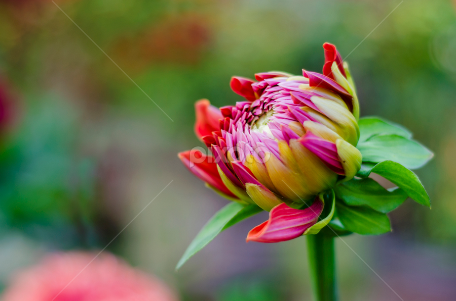 HOPE by Avik Mondal - Flowers Flower Buds