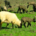 Sheep (Ewe) and lambs