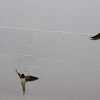 Barn swallow (Σταβλοχελίδονο)