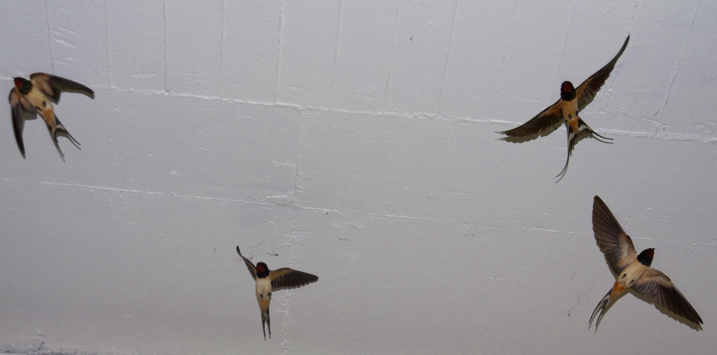 Barn swallow (Σταβλοχελίδονο)