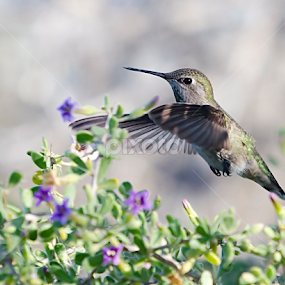 Hummingbird by Steve Forbes - Animals Birds