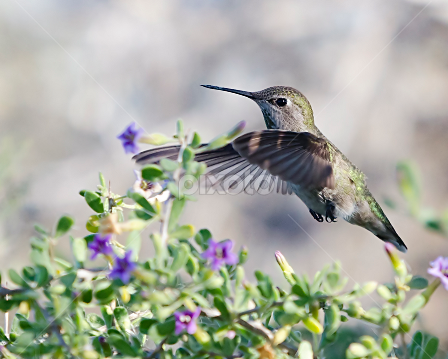Hummingbird by Steve Forbes - Animals Birds
