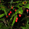 Fairy lantern berries, red form