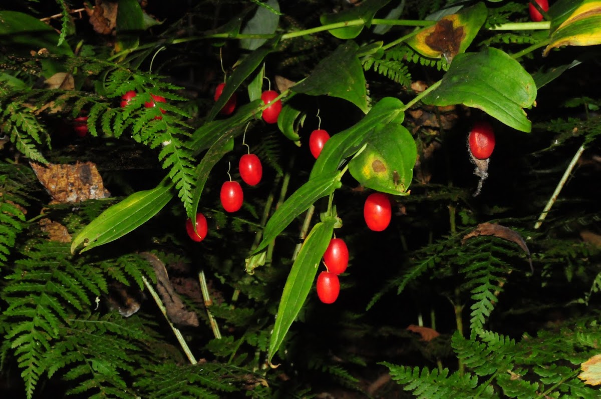 Fairy lantern berries, red form