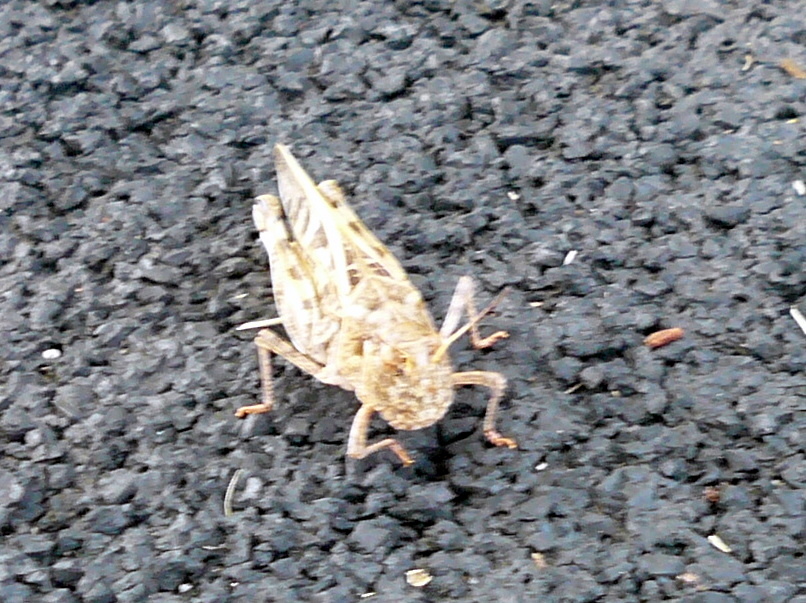 Banded winged grasshopper