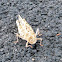 Banded winged grasshopper