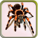 Puzzi puzzles spiders in HD icon