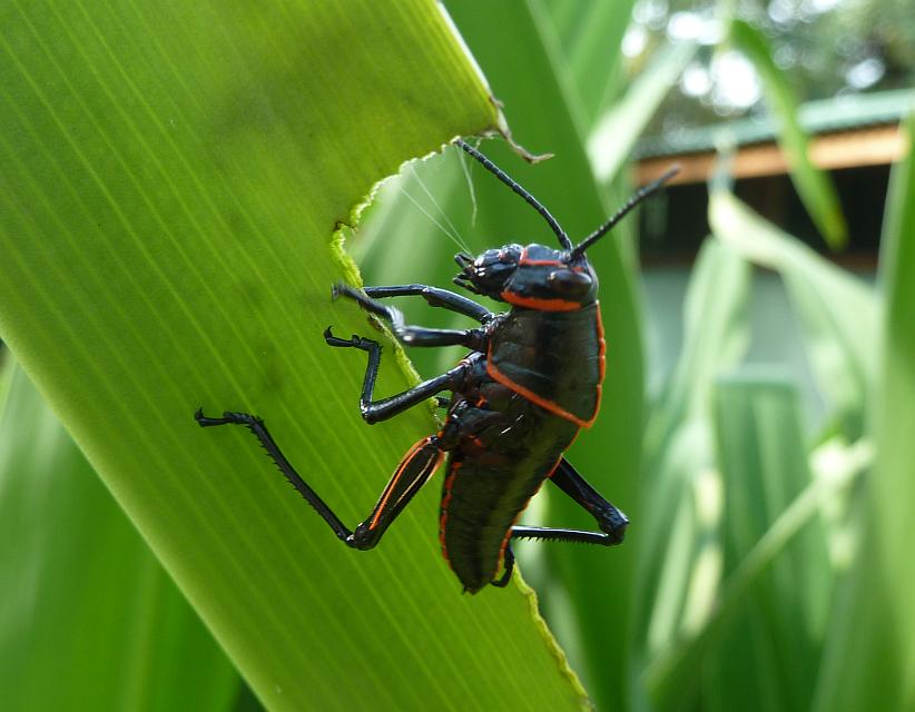 Lubber Grasshopper Nymph