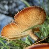 Polyporus fungus