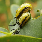 Gonipterus larvae and pupae