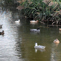 Gadwall, Northern pintail